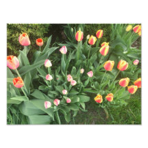 Flowers of Waterloo Art Photo