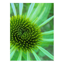Flowers & Plants Post Cards