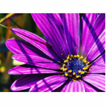 Flowers Pollen Purple photo sculptures