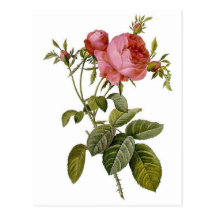 Flowers Post Card