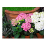 flowers post cards
