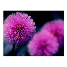 Flowers Post Cards
