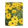 Flowers Post Cards