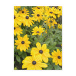 Flowers postcards