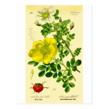 Flowers Postcards