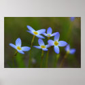 Flowers posters