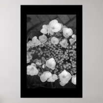 Flowers Posters