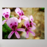 Flowers Posters