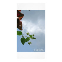 Flowers reaching into the clouds photo greeting card