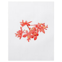 Flowers Salmon Tinted Ground Orchid Flyer