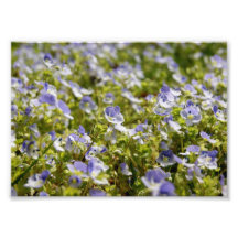 Flowing Flowers 7x5 Photographic Print