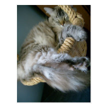 fluffiness in a basket postcard