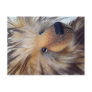 Fluffy Bear Post Cards