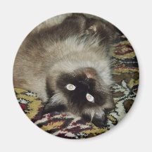 Fluffy Cat Magnets