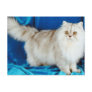 Fluffy Cat Post Card