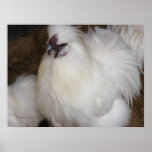 Fluffy Chicken 2 posters