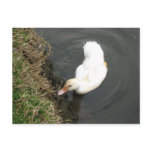 FLUFFY DUCK FEEDING postcards