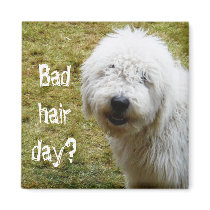 Fluffy Frizzy Bad Hair Day Dog