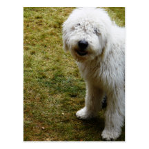 Fluffy Frizzy Bad Hair Day Dog Post Card