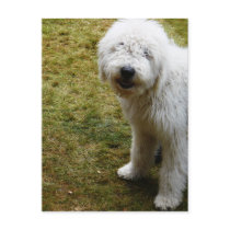 Fluffy Frizzy Bad Hair Day Dog