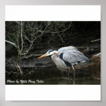 Fluffy Great Blue Heron Print
