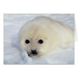 Fluffy Harp Seal Pup cards