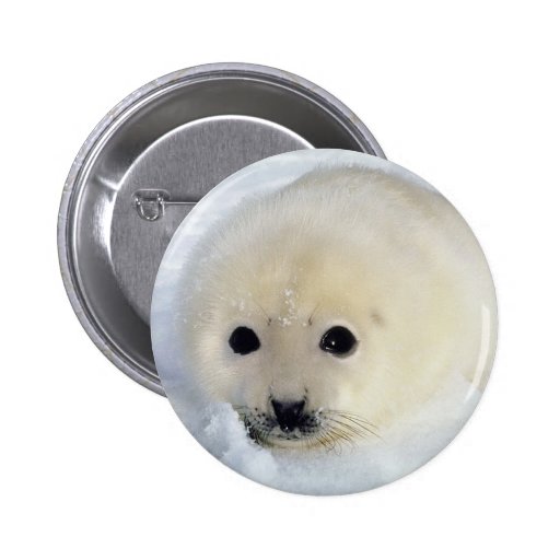 Fluffy Harp Seal Pup Pinback Buttons