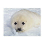 Fluffy Harp Seal Pup postcards
