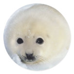 Fluffy Harp Seal Pup stickers