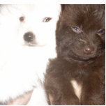 Fluffy Poms photo sculptures