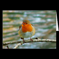 FLUFFY ROBIN cards
