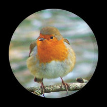 FLUFFY ROBIN magnets