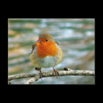 FLUFFY ROBIN postcards