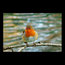 FLUFFY ROBIN posters