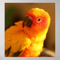 Fluffy Rudy posters