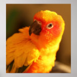 Fluffy Rudy posters