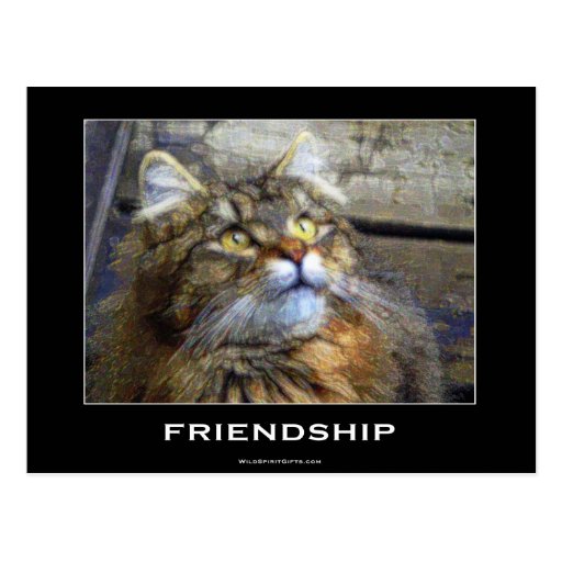 FLUFFY TABBY KITTEN Collection Postcard