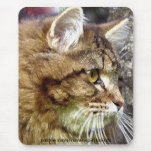 Fluffy TABBY KITTEN Gift Mousepads