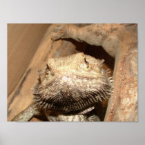 Fluffy the Dragon Print