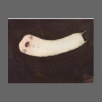 Fluke Postcard
