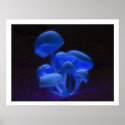 Fluorescence posters