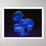 Fluorescence Poster