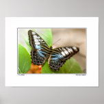 Flutter Print