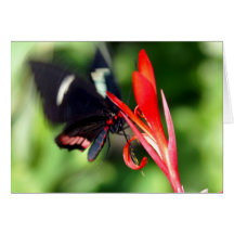Flutterby Butterfly Greeting Cards