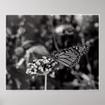 Flutterby posters