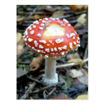 Fly Agaric {Amanita muscaria} Post Cards