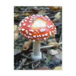 Fly Agaric {Amanita muscaria}