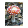 Fly Agaric {Amanita muscaria}