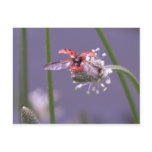 Fly away home postcard