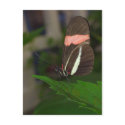 Fly away postcards